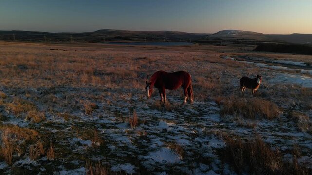 Grazing wild horses at sunset - Wales