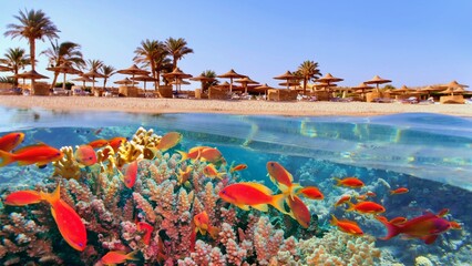 Fototapeta premium Tropical coral reef and fish with beach with palms and sun umbrelas on the background, Red Sea, Egypt
