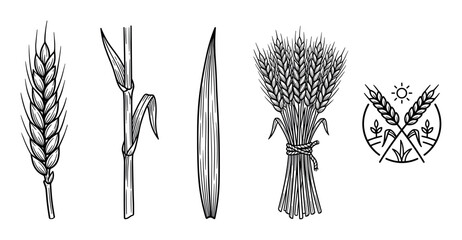 Naklejka premium Set of hand drawn wheat illustrations showing an ear, stalk, leaf, sheaf, and agricultural emblem in a black and white line art style for farming and bakery concepts