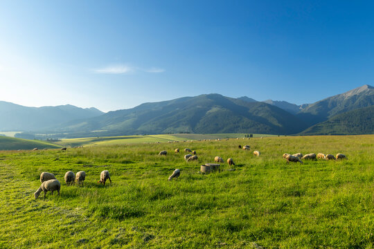 Grazing sheep on green pasture in Liptovsky Mikulas, Slovakia