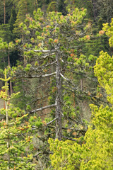Obraz premium Larch (Pinus nigra) tree, a fast growing conifer with a wide but fragmented distribution in Europe and Anatolia, predominantly in mountainous areas.