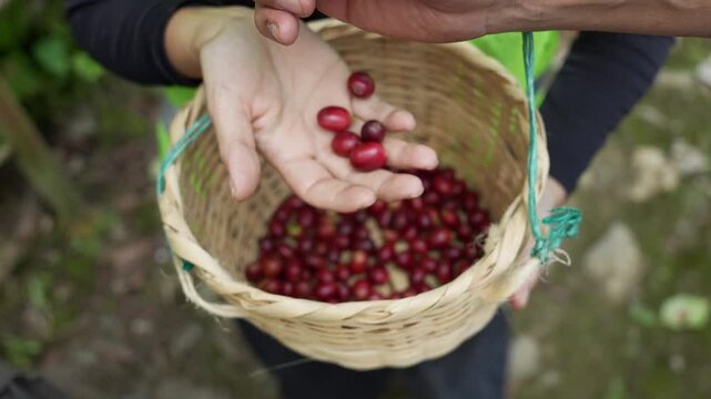 Vibrant close-up shot of ripe coffee cherries harvested in Colombia, held in hand above a woven basket. Captures essence of Colombian coffee cultivation with rich detail and color.