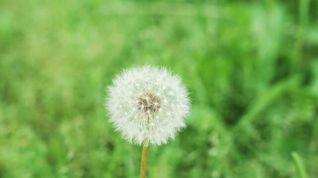 Close-up of a mature dandelion bloom with intricate details.