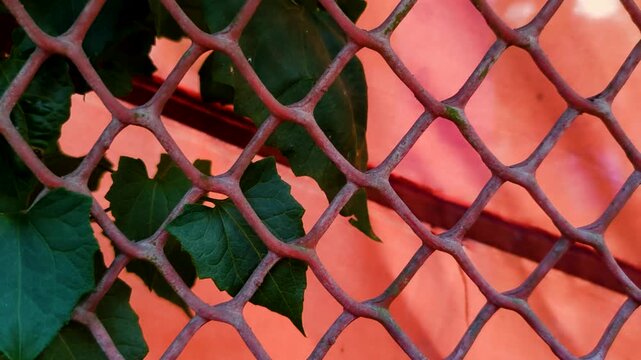 Green leaves growing behind a red plastic mesh fence.