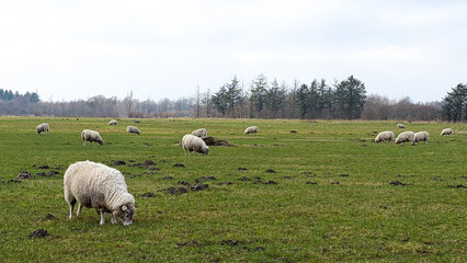 Obraz premium Flock of sheep grazing on lush green pasture with trees in the background under a cloudy sky in a rural landscape setting