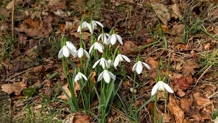 Cluster of white snowdrop flowers blooming among fallen leaves and grass in a natural woodland setting during early spring season