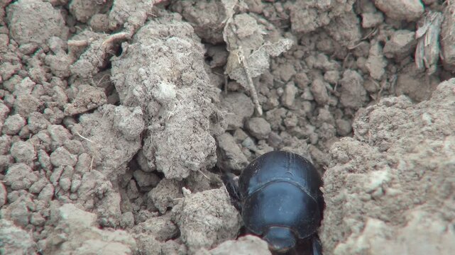 Bug Walking on Harvest in an Agriculture Field, Beetle Crawling, Macro, Close up
