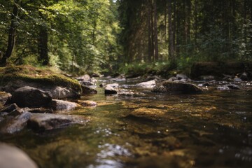 Obraz premium Water Meanders Through Bright Stones. Gentle Creek Glides Past Mossy Boulders Under Warm Sunlight