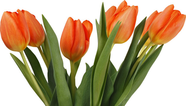 Bunch of orange tulip flowers isolated on white background