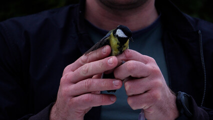 A titmouse in the hand. A bird caught in a net and released, holding a titmouse in the hand. Bird catching with ornithological nets. © OlTarakanov