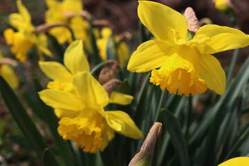Fototapeta premium Many yellow Daffodil flowers in the garden. Springtime flowers. Narcissus plants