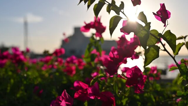 Cinematic rack focus shot with pink flowers in the foreground gradually revealing the Museum of Islamic Art in Doha with sunset light reflecting on the waterfront.
