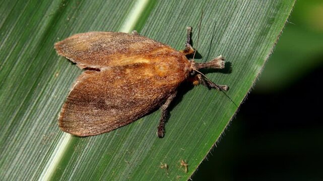 Close up macro footage showing a delicate scopelodes species moth newly emerged and resting quietly on a fresh green leaf in natural habitat during early monsoon morning in himachal pradesh india.