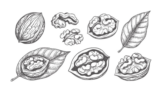 Hand drawn walnut halves kernels and leaves leaf food