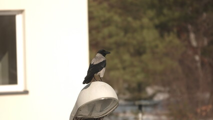 Kawka stojąca na lampie ulicznej w słoneczny zimowy dzień. © tomo81