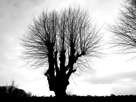 Silhouette of a pollarded linden tree in winter against a grey sky with a wide landscape in the background.