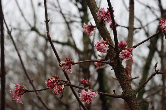Pink flowers of Winter Fragant Snowball Viburnum bodnatntense &ldquo;Dawn&rdquo; in the garden on winter
