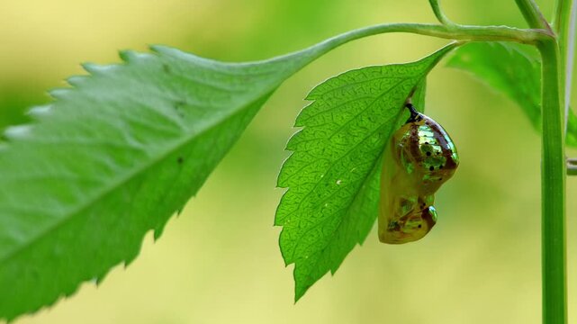 Common crow butterfly chrysalis macro on green leaf butterfly metamorphosis stage. Close up macro video showing the shiny chrysalis of a common crow butterfly (Euploea core) hanging from a green leaf.