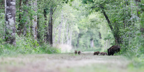 Female Wild Boar “Sow” walking out of the undergrowth and eating with her young striped piglets in a forest alley. Sus scrofa, Sologne, Loiret 45, région Centre, France, European Union, Europe © Nature Emotion