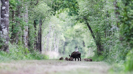 Female Wild Boar “Sow” walking and eating with her young striped piglets in a forest alley. Sus scrofa, Sologne, Loiret 45, région Centre Val de Loire, France, European Union, Europe © Nature Emotion