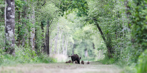 Female Wild boar "wild sow" with her young striped piglets walking and eating in a forest alley. Sus scrofa, Sologne, Loiret 45, région Centre Val de Loire, France, European Union, Europe © Nature Emotion