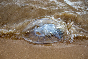 Closeup of large translucent jellyfish washed up on sandy beach by small sea wave. Marine wildlife and environmental concept during spring season. Mediterranean, Turkey. © Vlad Rakin