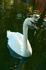 Fototapeta premium White swan swimming in green lake water with reflections