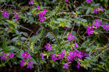 Obraz premium Detailed view of False Heather (Cuphea hyssopifolia) featuring small, delicate purple blossoms among dense green foliage. A perfect example of ornamental groundcover in a Japanese garden during autumn