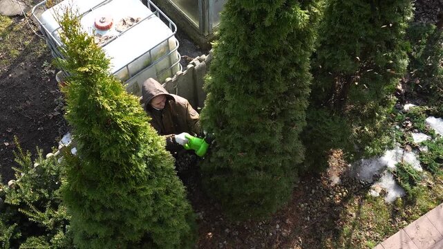 Spring gardening. Blowing out old needles from a thuja tree, gardening, a woman blowing yellow thuja leaves with a wind blower.