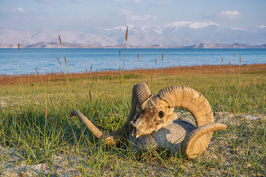Mountain landscape with skull of Marco Polo sheep aka ovis ammon polii or argali on high altitude Karakul lakeshore, Gorno-Badakhshan, Tajikistan Pamir