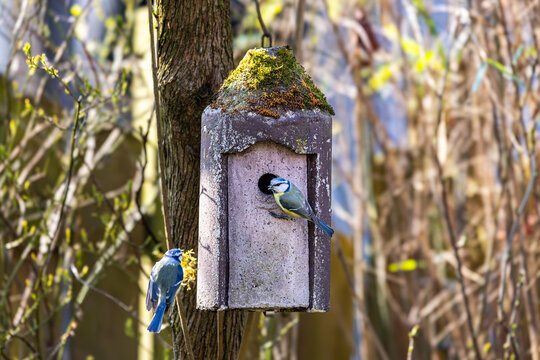 Ein Paar Blaumeisen baut sich ein Nest im Vogelh&auml;uschen