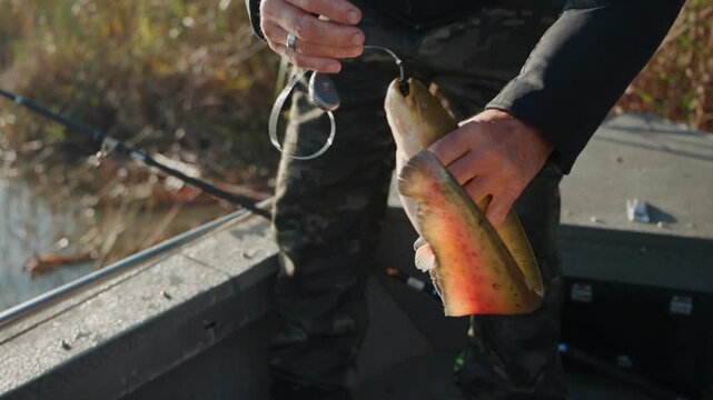 Fisherman holding freshly caught zander fish on boat during river fishing trip