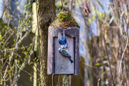 Ein Paar Blaumeisen baut sich ein Nest im Vogelh&auml;uschen