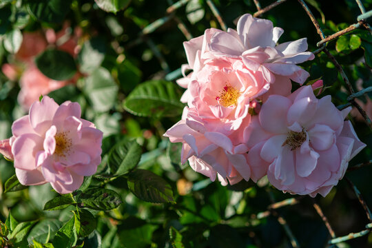 Pale pink climbing roses (Rosa Sweet Siluetta) blooming on a wire fence in a sunny garden, romantic floral composition with soft morning light and natural green background