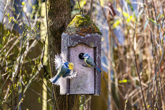 Ein Paar Blaumeisen baut sich ein Nest im Vogelh&auml;uschen