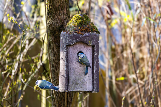 Ein Paar Blaumeisen baut sich ein Nest im Vogelh&auml;uschen