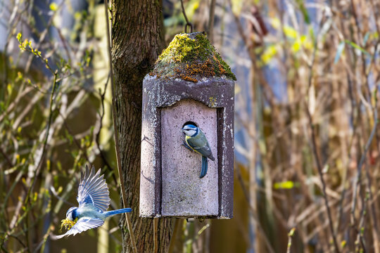 Ein Paar Blaumeisen baut sich ein Nest im Vogelh&auml;uschen