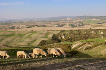 Obraz premium Flock of sheep grazing on a grassy ridge during a peaceful autumn evening near Asciano in the province of Siena, Tuscany, Italy.