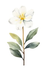 Cute watercolor illustration of a White Champaka flower blossom plant petal.
