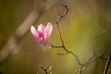 Obraz premium pink magnolia flower