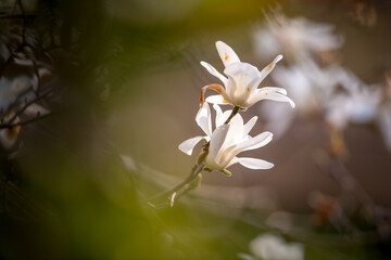 white magnolia flowers © Huixuan