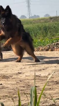 Long haired german shepherd dog standing on dirt path outdoors