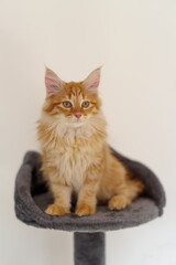 Obraz premium Cute Siberian kitten