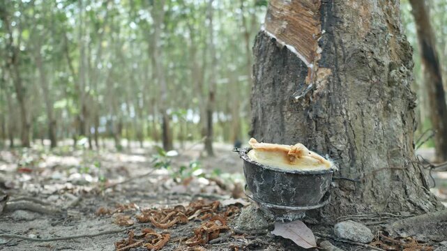 Natural latex gathered in a rubber tapping cup on a plantation tree, waiting for workers to collect it for industrial processing, illustrating the connection between farming and rubber manufacturing.