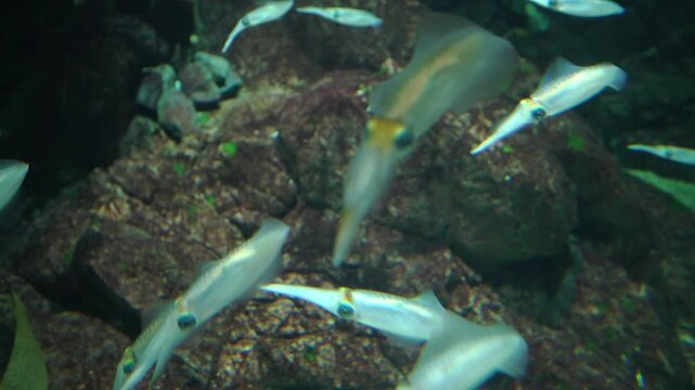 School of bioluminescent squid swimming over rocky seabed in deep dark water. Small translucent cephalopods gliding through an aquarium or ocean environment. Marine life and underwater ecosystem.