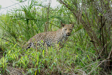 Obraz premium Leopard cub on the move. This Leopard cub was following his mother in Sabi Sands Game Reserve in the greater Kruger region in South Africa