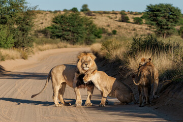 Naklejka premium Lion (Panthera leo) love couple with a famous black maned Kalahari male.. These lions are hanging around in the sand of the Kgalagadi Transfrontier Park in South Africa, part of the Kalahari Desert.