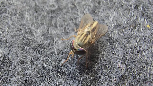 Close-up view of a small horse fly with elongated body and wings resting on a textured dark surface in natural light