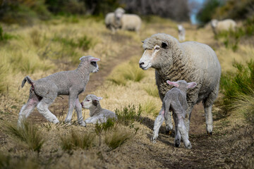 Fototapeta premium Mother and baby sheep in rural environment,Patagonia,Argentina.