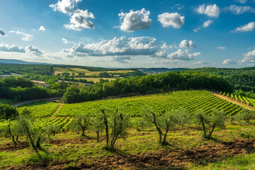 Naklejka premium Vineyards and Olive Trees in Monteriggioni, Chianti, Tuscany